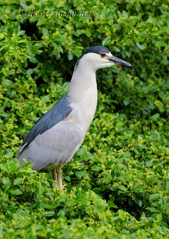 Night Heron