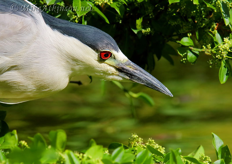 Night Heron