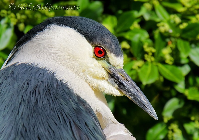 Night Heron