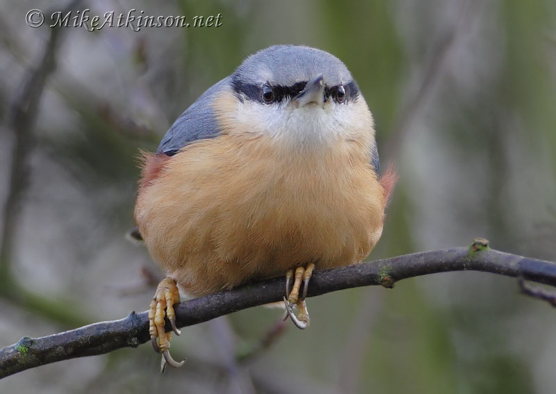 Nuthatch