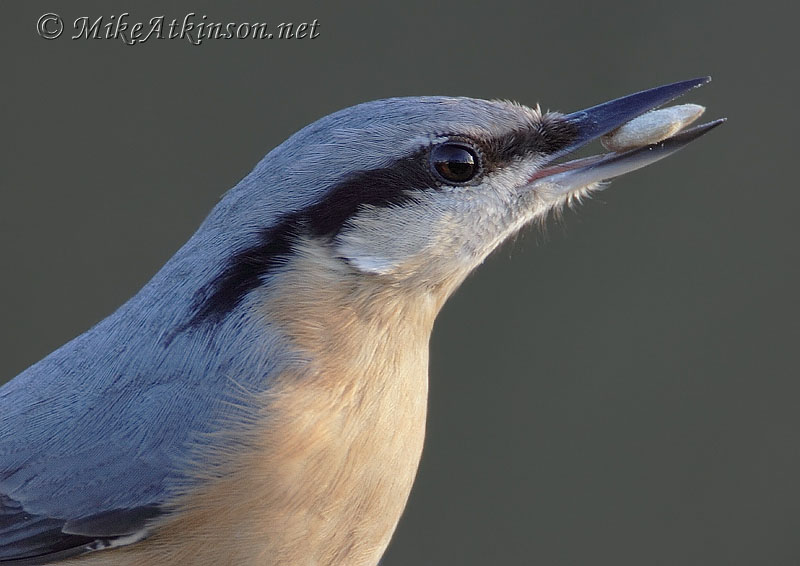 Nuthatch