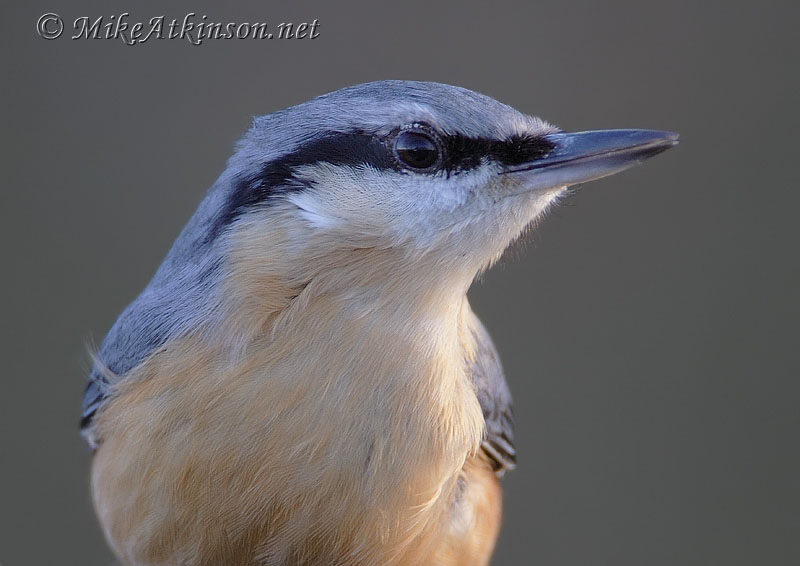 Nuthatch