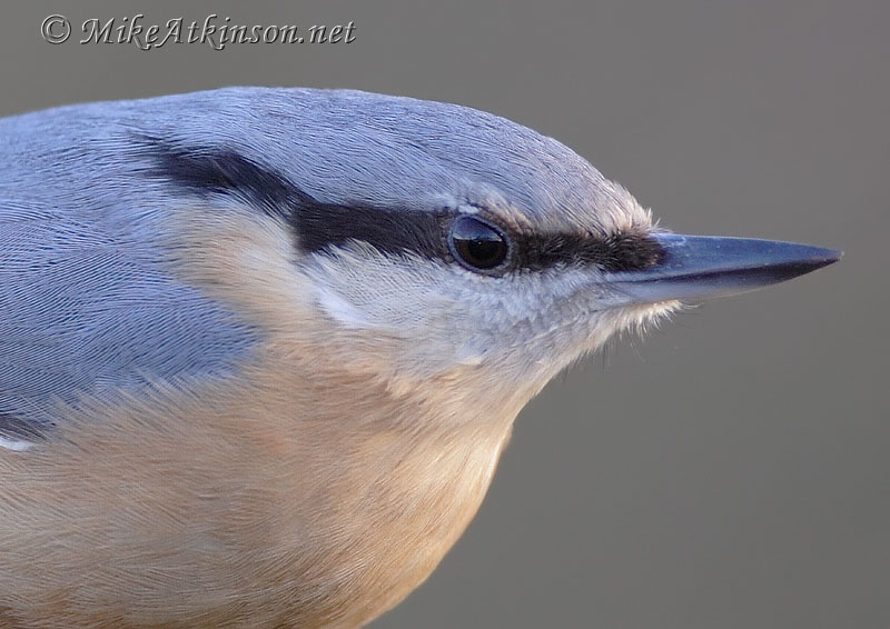 Nuthatch