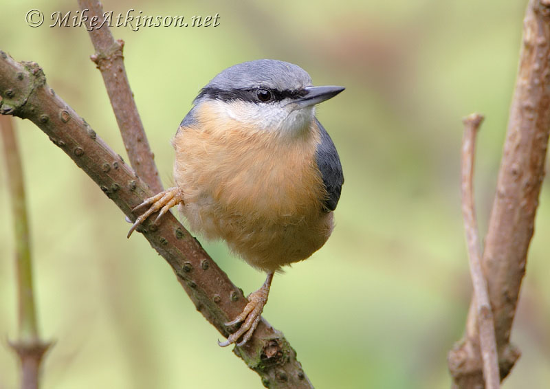 Nuthatch