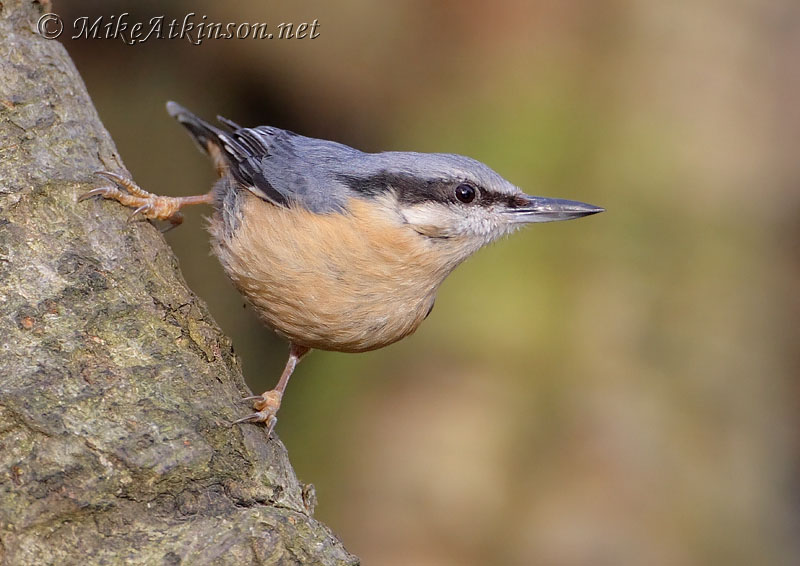 Nuthatch