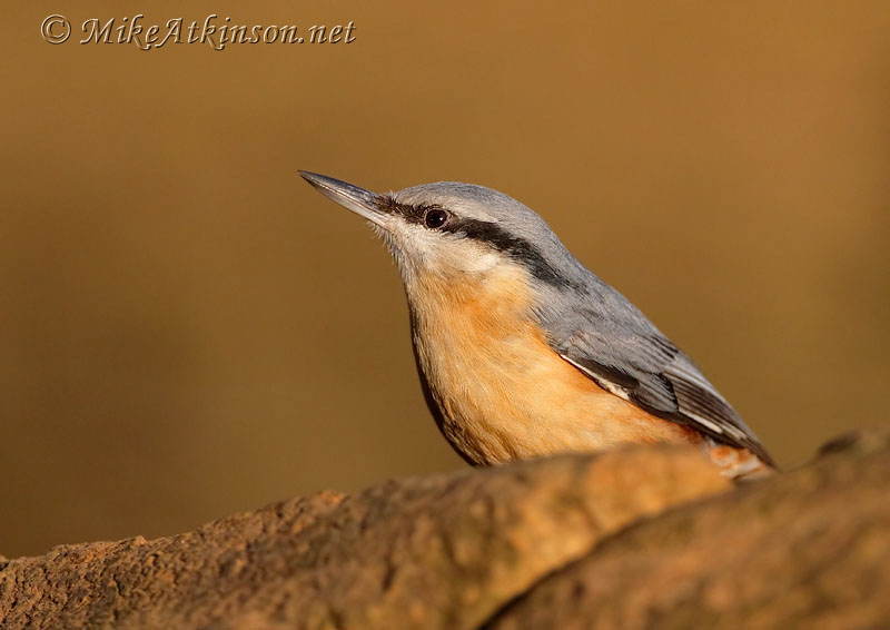 Nuthatch