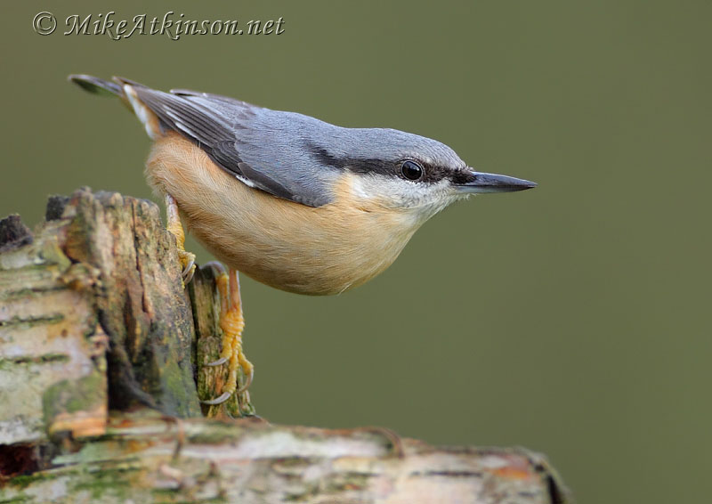 Nuthatch