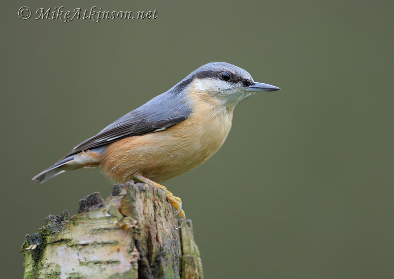 Nuthatch