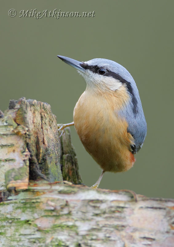 Nuthatch