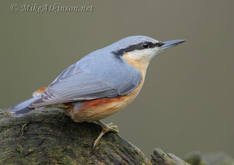 Nuthatch