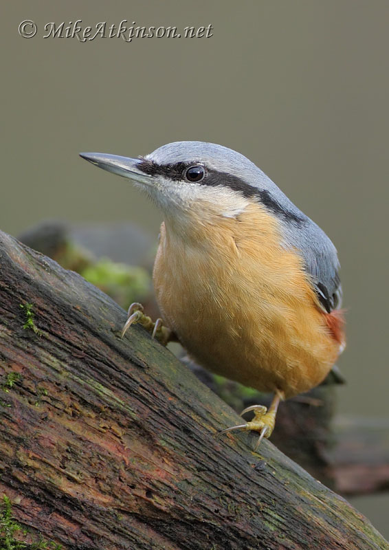 Nuthatch