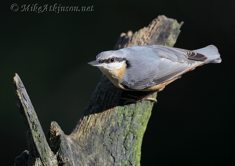 Nuthatch