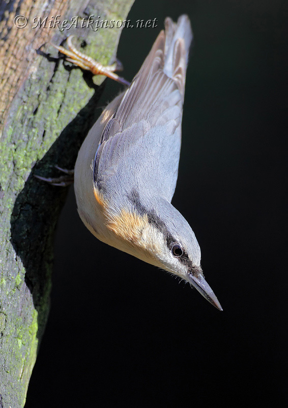 Nuthatch