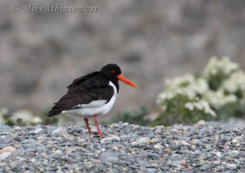 Oystercatcher