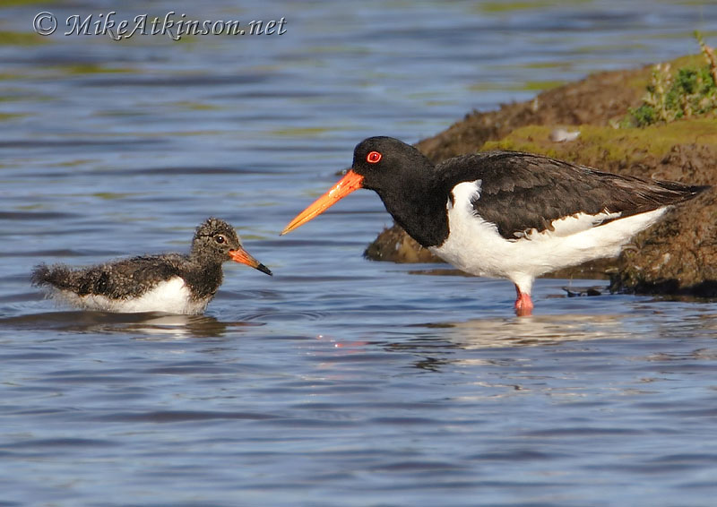 Oystercatcher