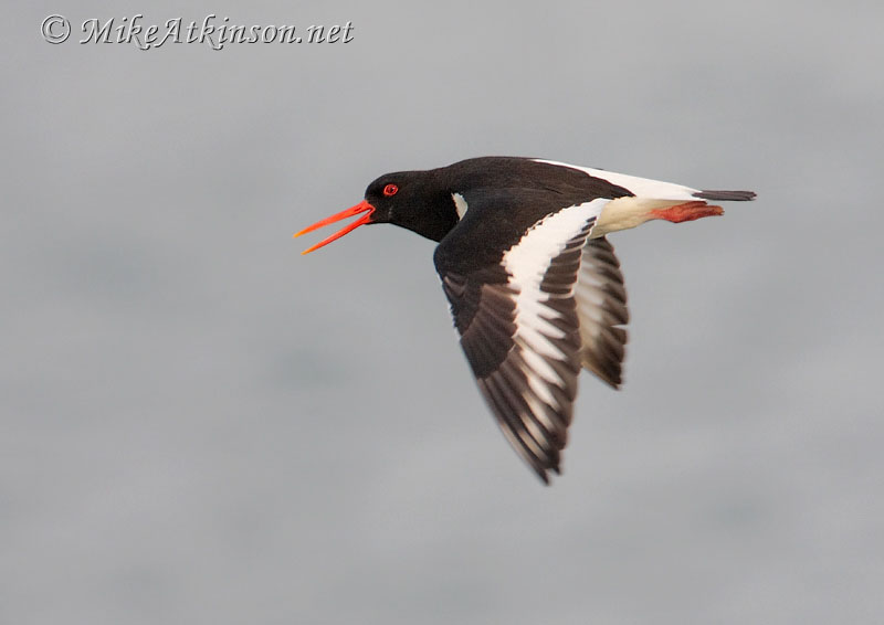 Oystercatcher