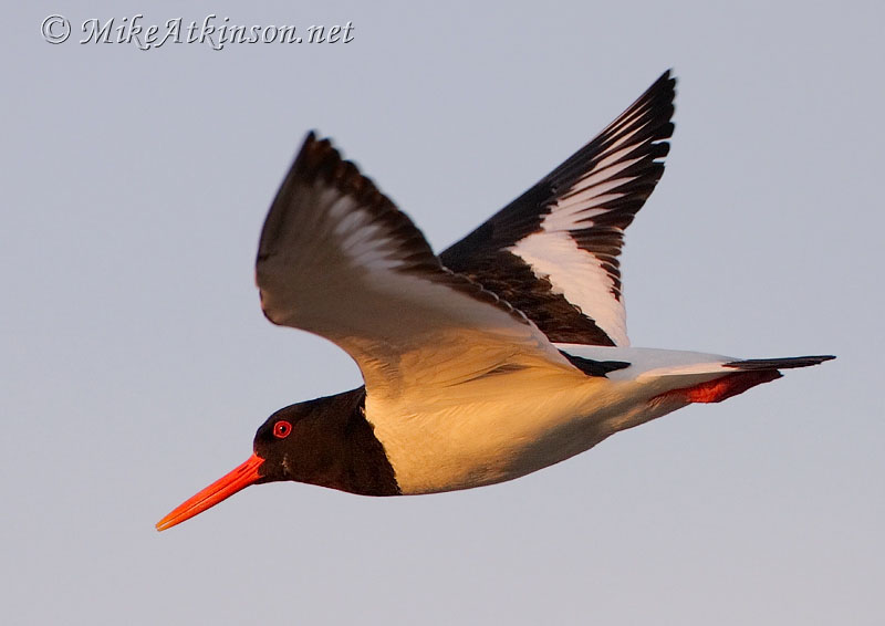 Oystercatcher