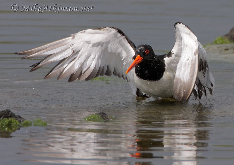 Oystercatcher