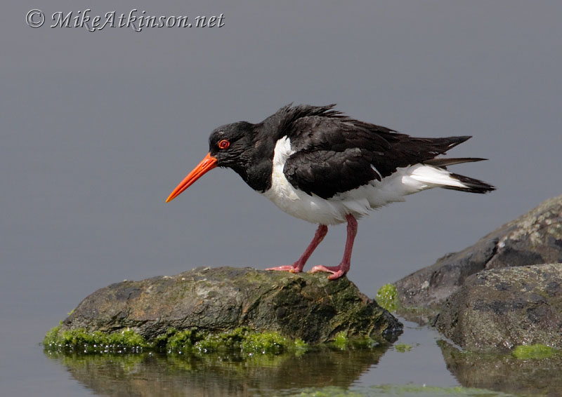 Oystercatcher
