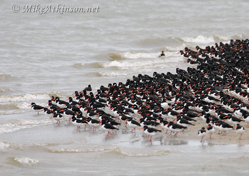 Oystercatcher