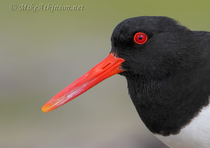 Oystercatcher