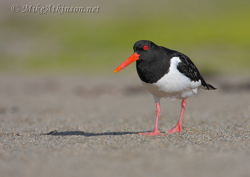 Oystercatcher