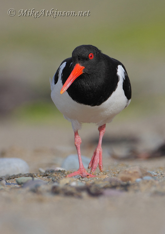 Oystercatcher