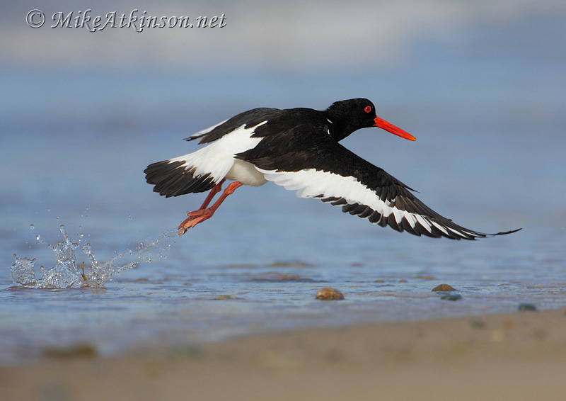Oystercatcher