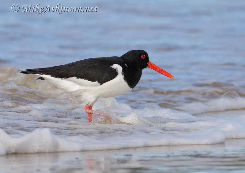 Oystercatcher