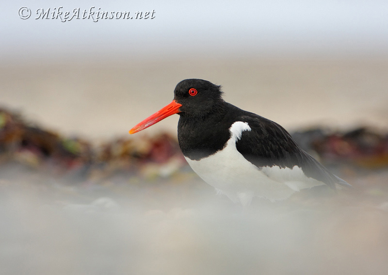 Oystercatcher