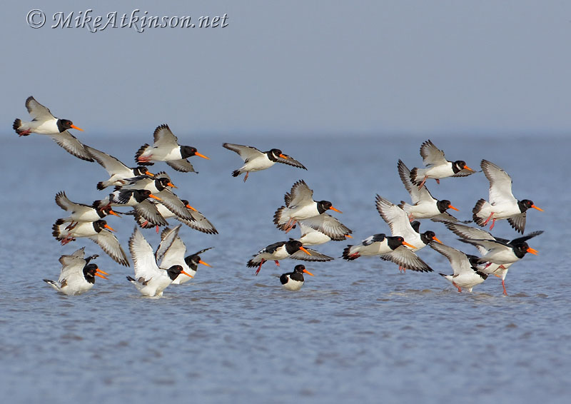 Oystercatcher