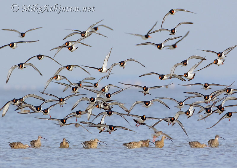 Oystercatcher