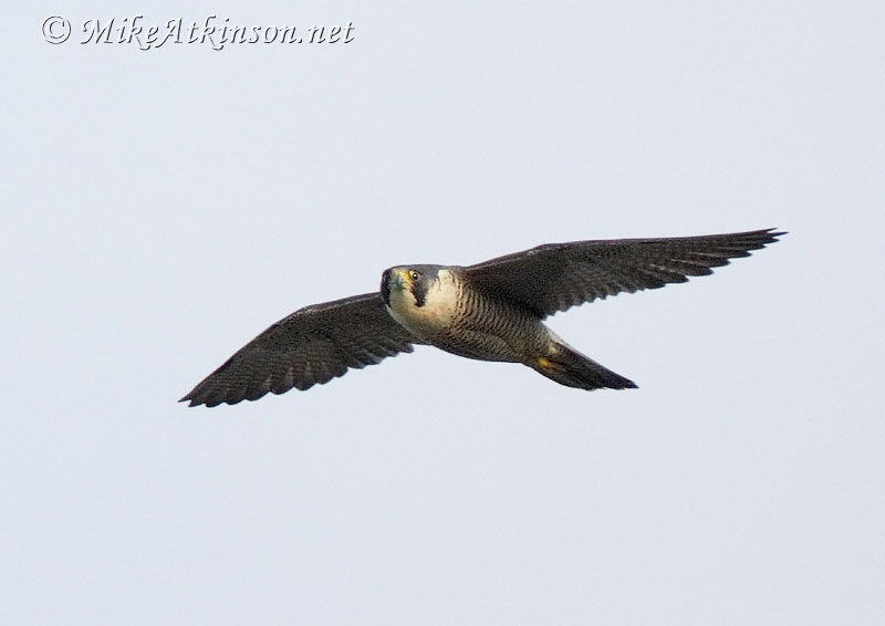 Peregrine Falcon