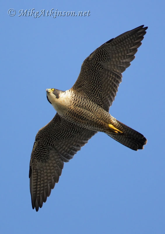 Peregrine Falcon