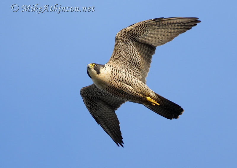 Peregrine Falcon