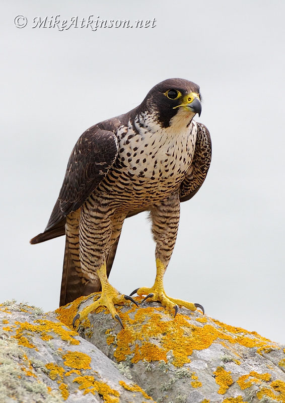 Peregrine Falcon