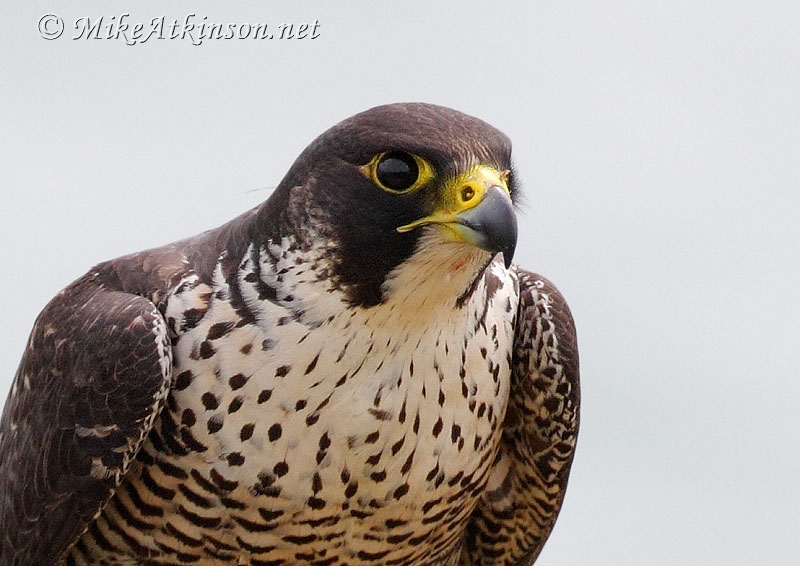 Peregrine Falcon