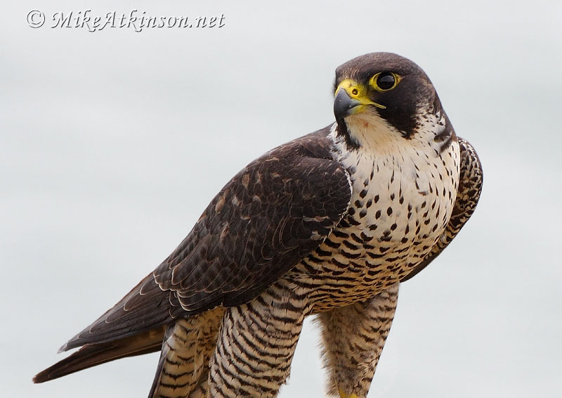 Peregrine Falcon