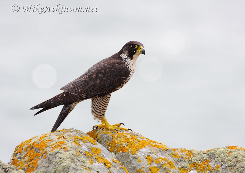 Peregrine Falcon