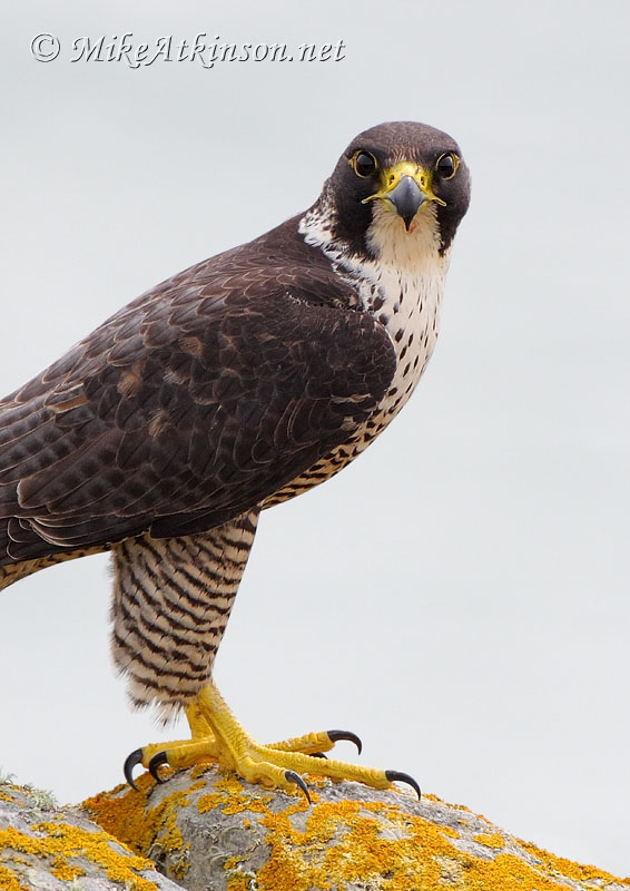 Peregrine Falcon