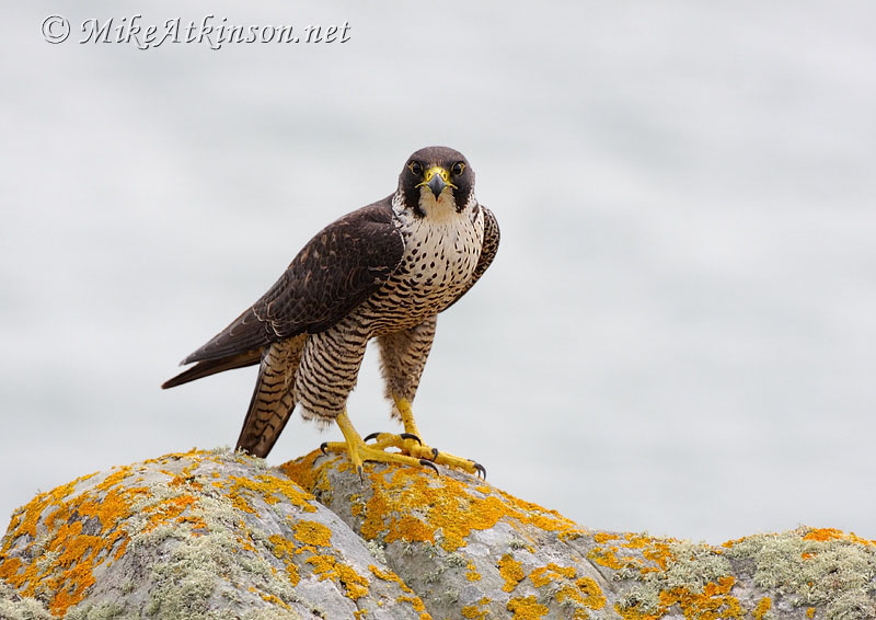 Peregrine Falcon