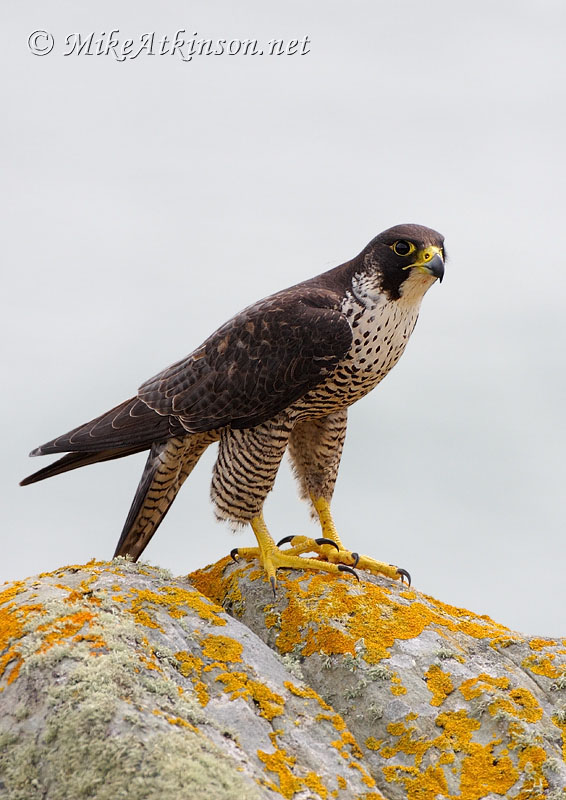 Peregrine Falcon