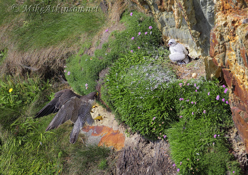 Peregrine Falcon