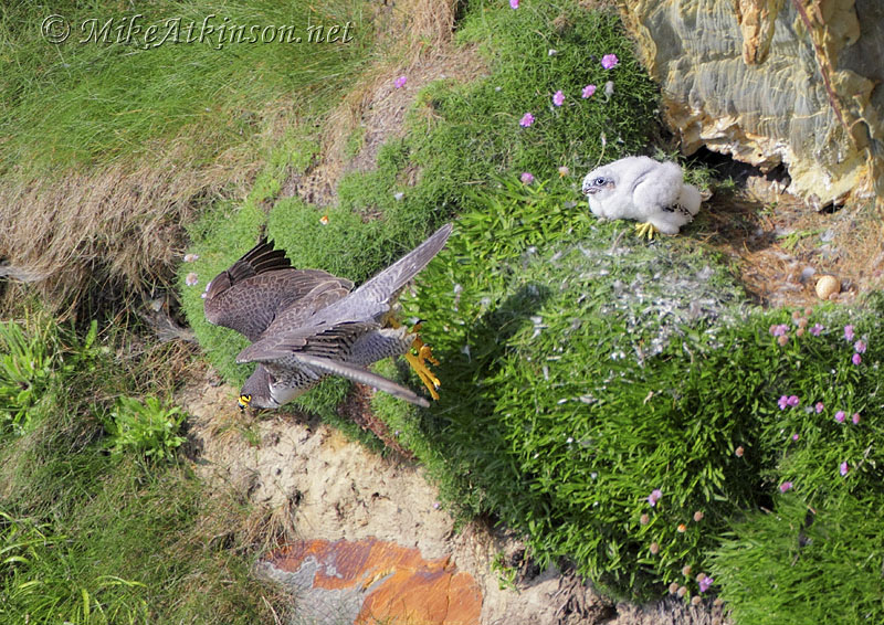 Peregrine Falcon
