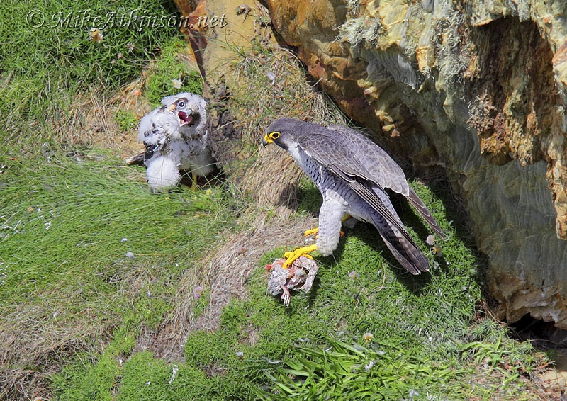Peregrine Falcon