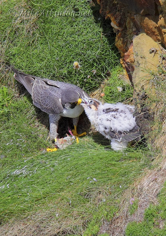 Peregrine Falcon