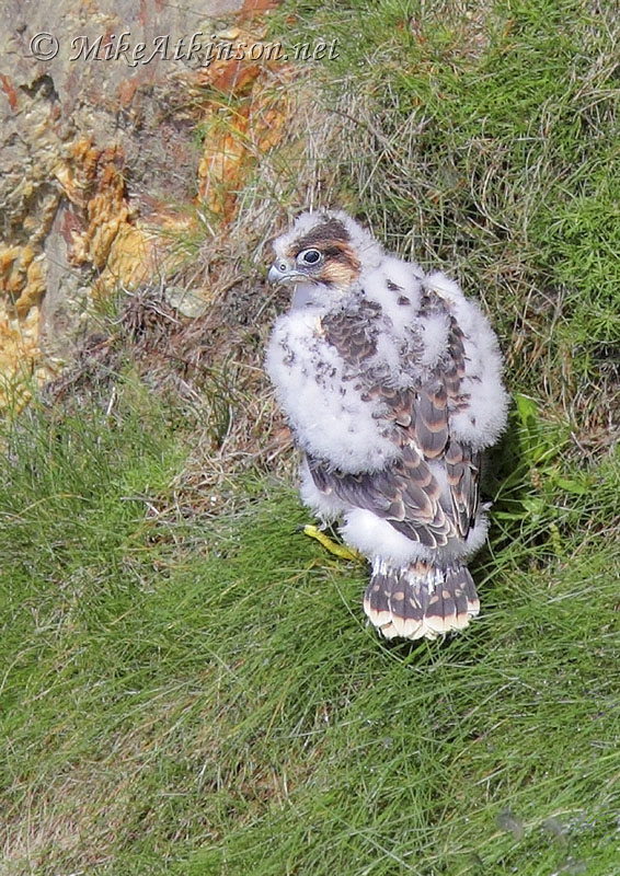 Peregrine Falcon