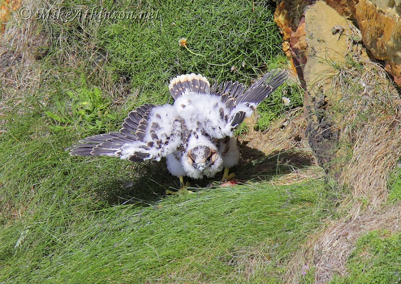 Peregrine Falcon