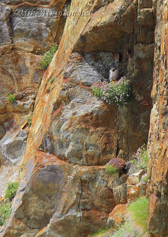 Peregrine Falcon
