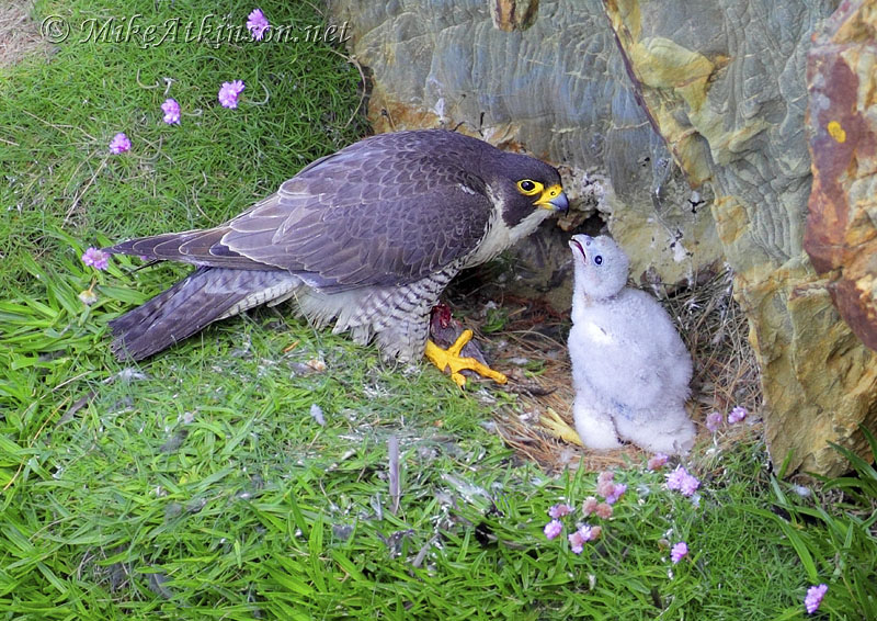 Peregrine Falcon